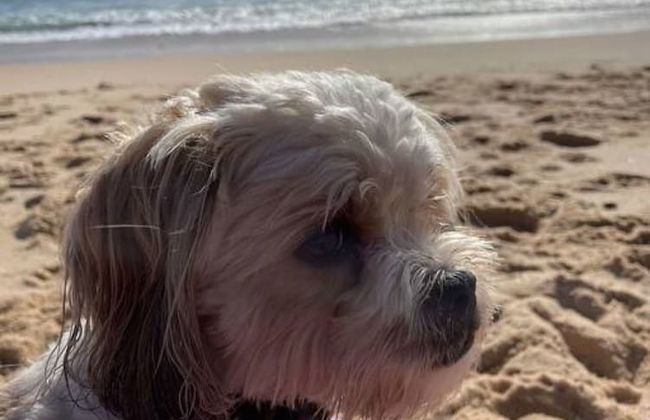 Colours By The Sea Wheelchair Pet-friendly Waterfront Retreat Fireplace Wood Supplied - Foto 38