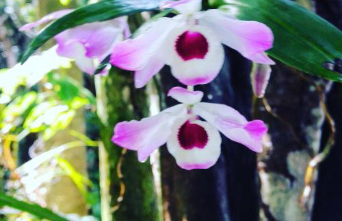 Sítio Canto das Águas - Foto 37