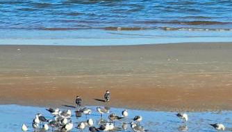 Direct Oceanfront With Balcony - Foto 5