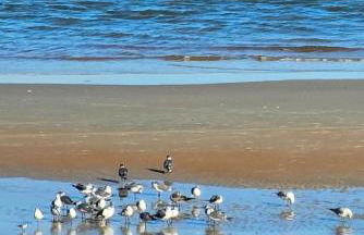 Direct Oceanfront With Balcony - Foto 5