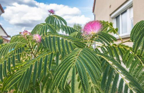 Le Flamboyant - Confort & Rareté - Premium - Photo 52