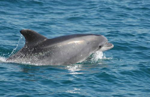 Moinho do Marco - Foto 57