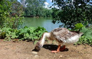 Les Gîtes de L'Isle Jourdain - Photo 67