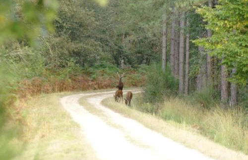 Apartment in Faverolles near the Beach - Foto 26