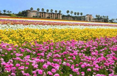 Shabby Chic Oceanside King & 2 Queen bed Pool GYM - Photo 34