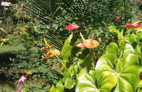 Casa em Paraty parati - Foto 6