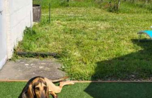 Gîte Rénové en Tuffeau avec Jardin, Animaux Bienvenus - FR-1-381-556 - Foto 34