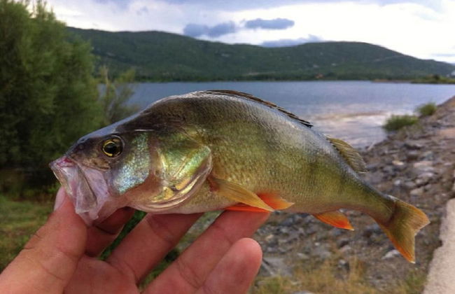 Quiet Country Side Cottage with Private Garden & WiFi near Nature Park Velebit - Foto 16