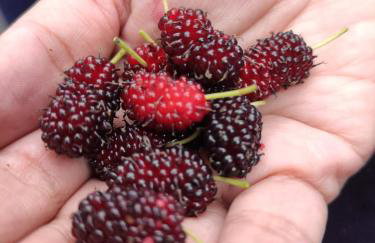 Recanto das Pretinhas - Photo 31