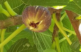 VILLA PALIOS STATHMOS - Foto 27