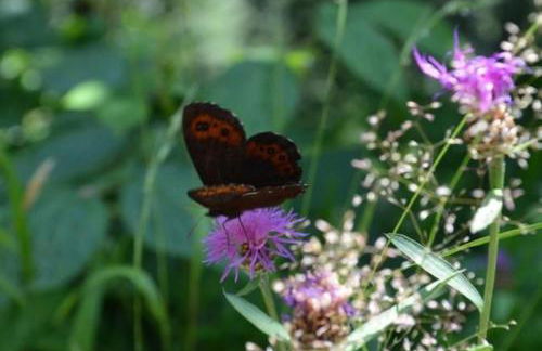Ferienwohnung Omert - Foto 17