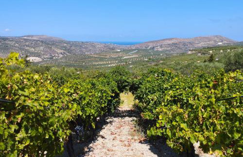 Villa Vitsilias under the cretan sky - Photo 42
