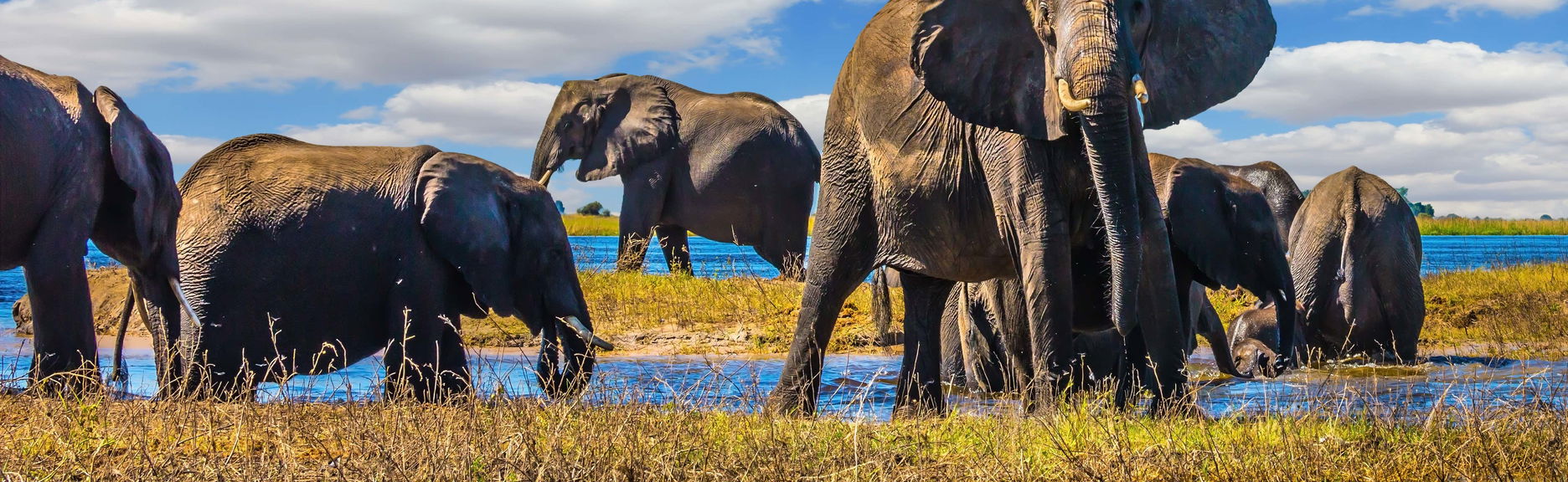 Excursión al Parque Nacional Chobe