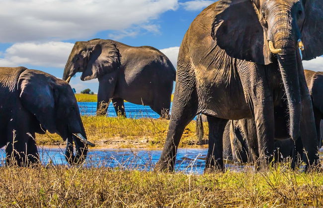 Excursión al Parque Nacional Chobe - Foto 1