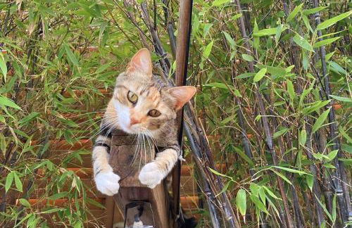 The Bamboo villa - Fraschetti Daniele - Foto 48