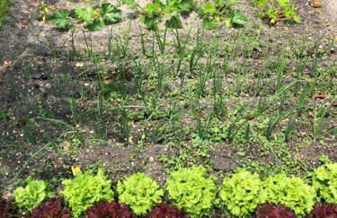 Quintinha da Evangelina - Foto 49