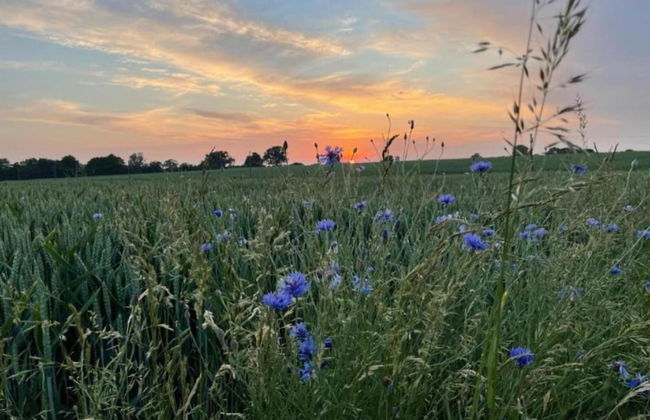 Peaceful Escape in Neu Karin - Photo 30