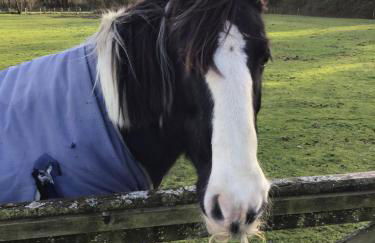Pen llyn holiday cottages and caravan - Foto 8