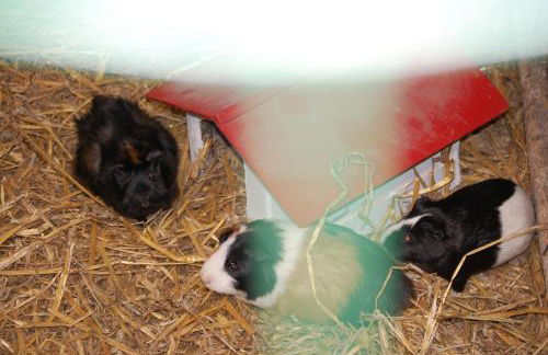 Bungalow auf Ferienhof Janssen - Photo 13