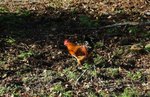 Evadez-vous à la ferme ! - Foto 39