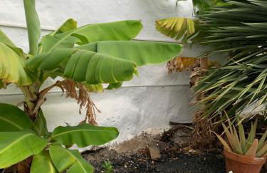 El Paraíso Agaete Valle - Foto 47