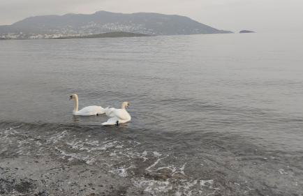 Artemis sea house - Foto 38