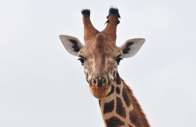 Victoria Lake View Guest House & Safaris - Photo 31