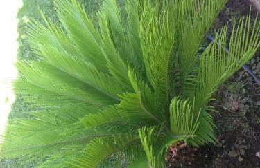 Villa Giovanna - Foto 65