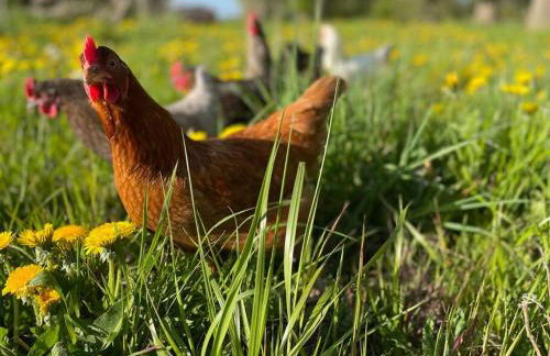 Ferienwohnung EINS Hof Himmelgrün - Foto 14