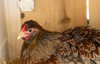 Preindlerhof Haylofts - Photo 58