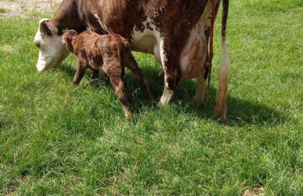 Casa no Haras - Foto 27