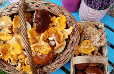 Cztery Pory Warmii Pluski pokoje do wynajęcia - Foto 2