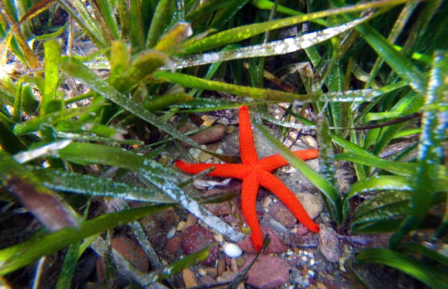 Kayak y snorkel en el Cabo de Gata - Foto 6