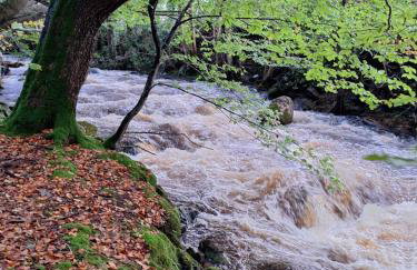 Ryan's Cottage - Photo 49