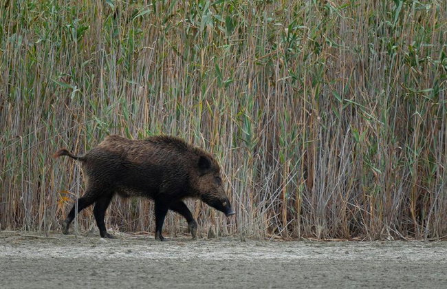 Shirvan National Park: Gazelle Safari and Birdwatching - Full-Day Tour with Optional Village Lunch - Foto 9