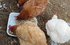 Maison 170m2 entre ville et campagne - Photo 17