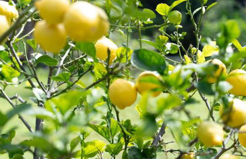 Teide Eco Harmony - Foto 33