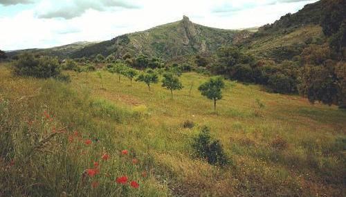 Casa de Pimenteis - Foto 5