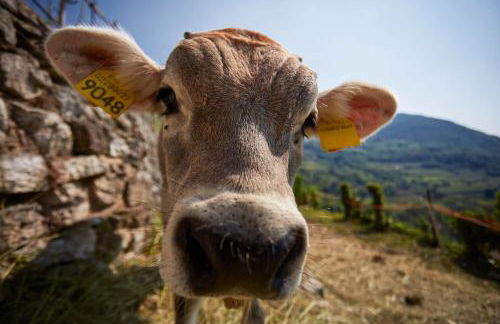 Le Terre di Gu - Photo 15