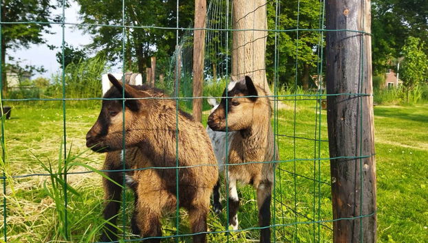 See cute goats up close