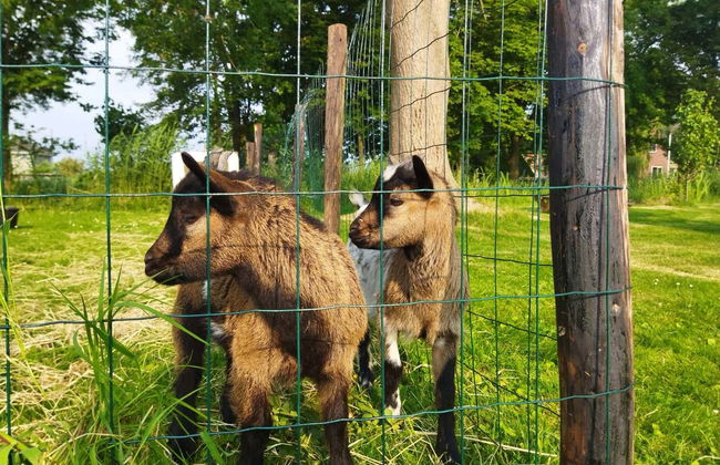 Tour en bicicleta por la campiña holandesa - Foto 3