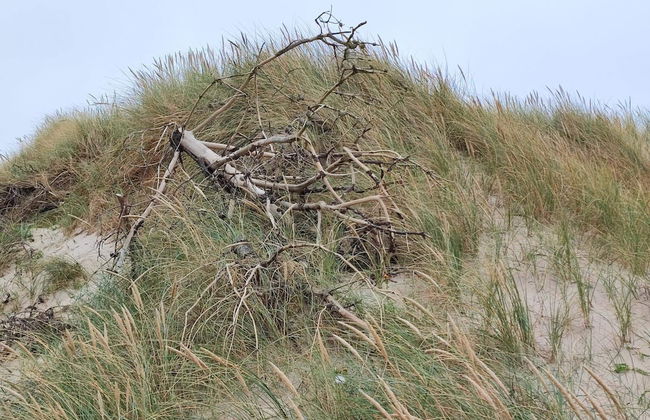 6 Person Holiday Home in Skibby-by Traum - Foto 21