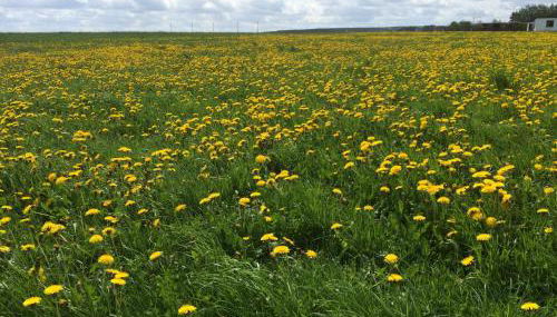 Grimmershof - Foto 4, Garden view