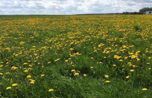 Grimmershof - Foto 4