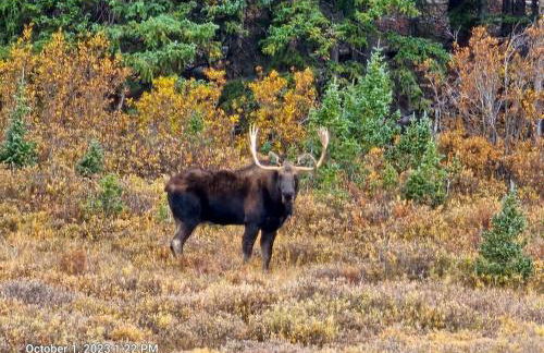 Moose Mtn Lodge/Luxury Cabin/Hot Tub/Fireplace - Foto 38