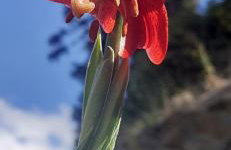 Tsigaridas Mountain Home - Foto 62