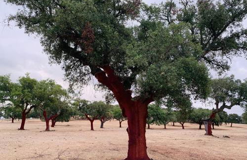 Casa do Sobreiro-Quinta do Briando - Foto 13