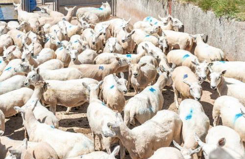 1 Bed in Nantygwreiddyn oc-bow49 - Foto 34