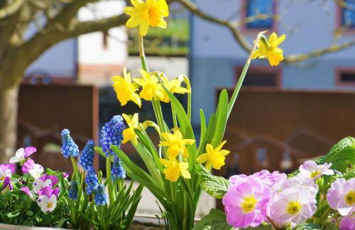 Alte Schmiede - Foto 59