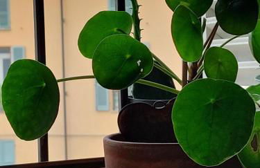 In pieno centro storico Ca Marì e Casa Elena - Foto 19